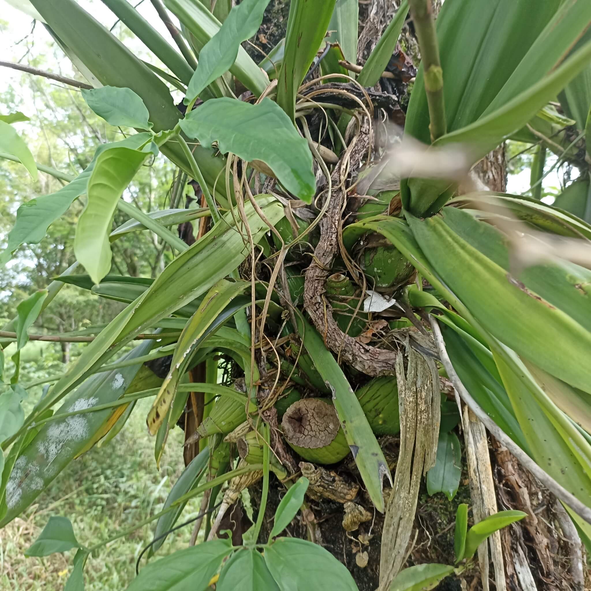 Encyclia alata